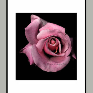 Incredible Pink Rose